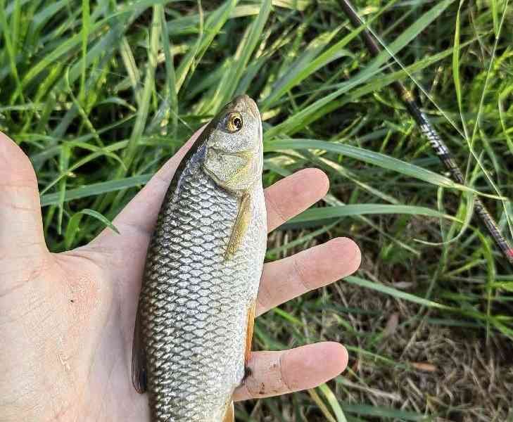 Chevesne dans une paume de main d'homme