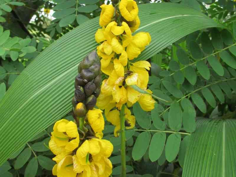Fleurs de Cassia au zoo de Rabat au Maroc, Flores de casia en el zoológico de Rabat en Marruecos
