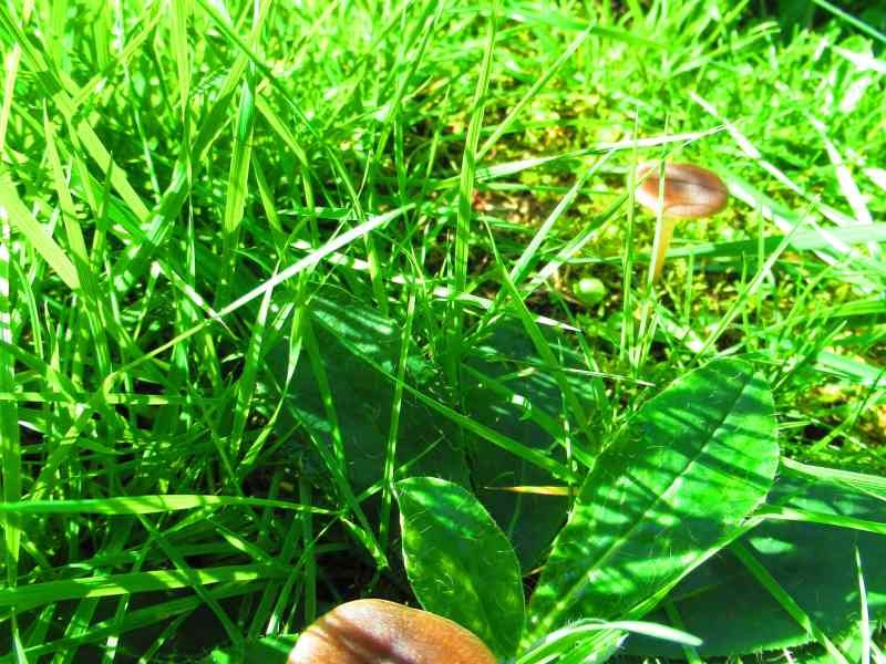 trois champignons bruns dans l'herbe