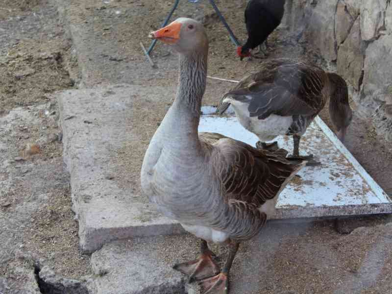 Oies, animal, photo gratuite