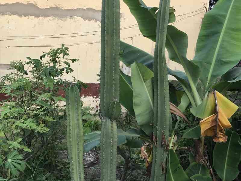 La croissance de cactus, du bananier du manioc et des autres herbes photo gratuite