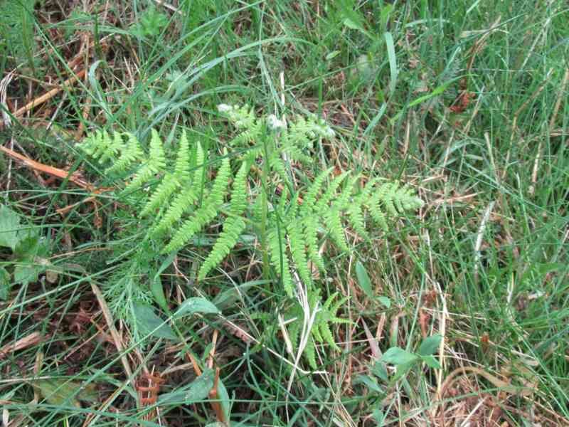 Jeune pousse de fougère aigle