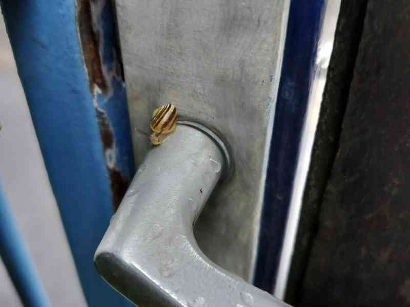 Escargot sur une poignée de porte, photo gratuite