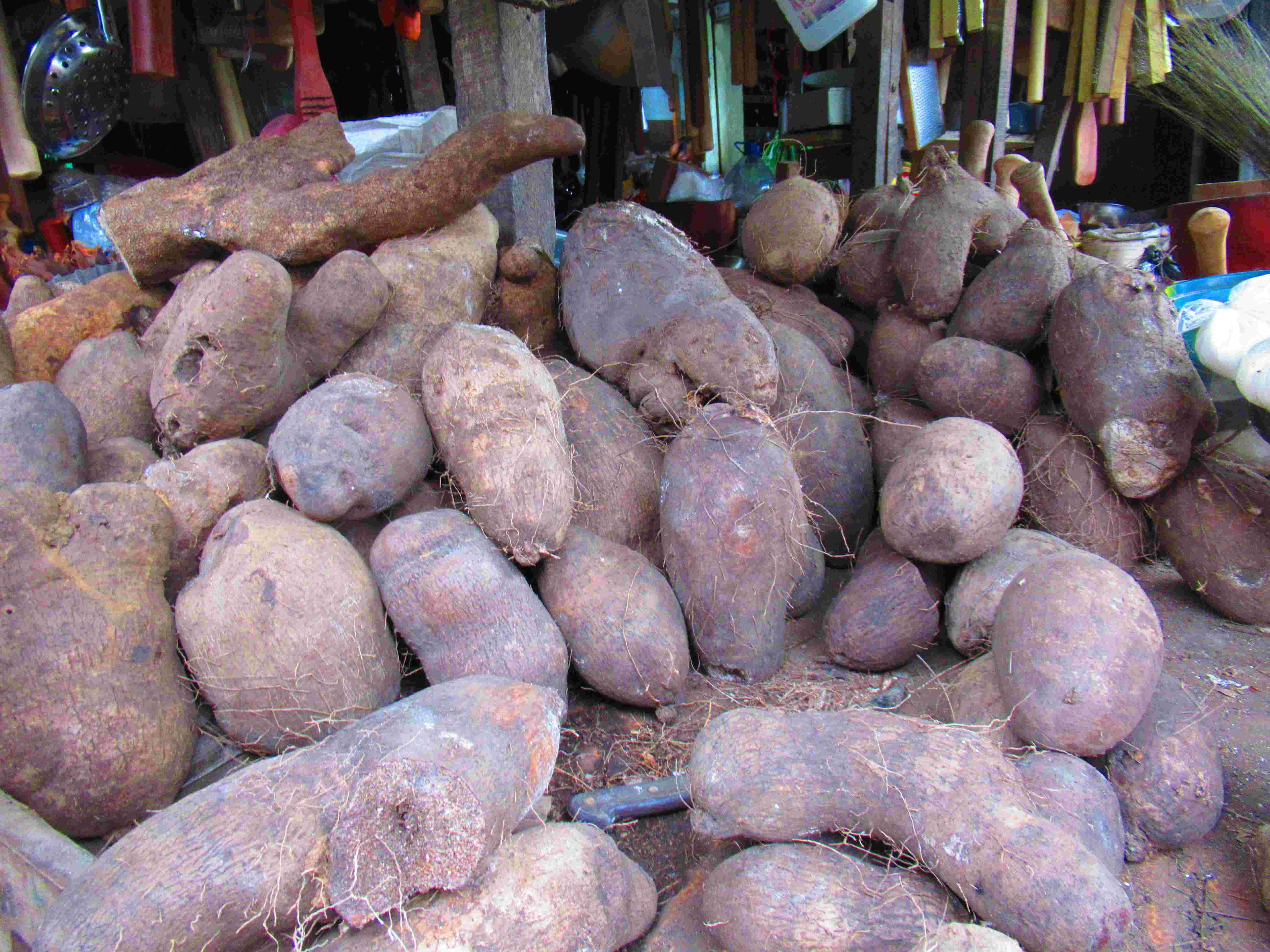 Manioc