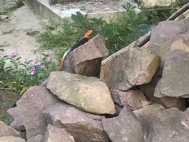 Un lézard photo gratuite