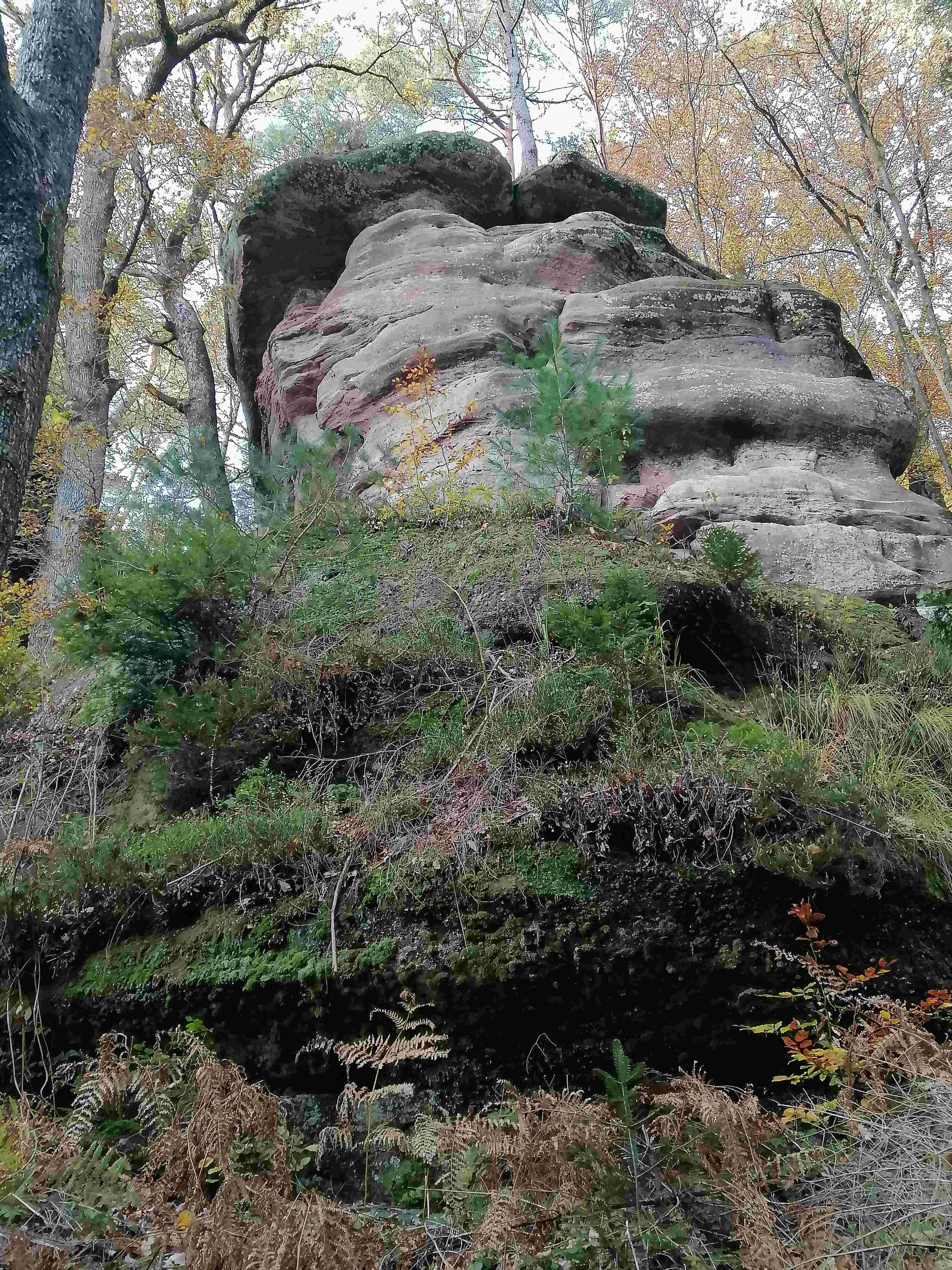 Sous-bois en automne, tapis de feuilles