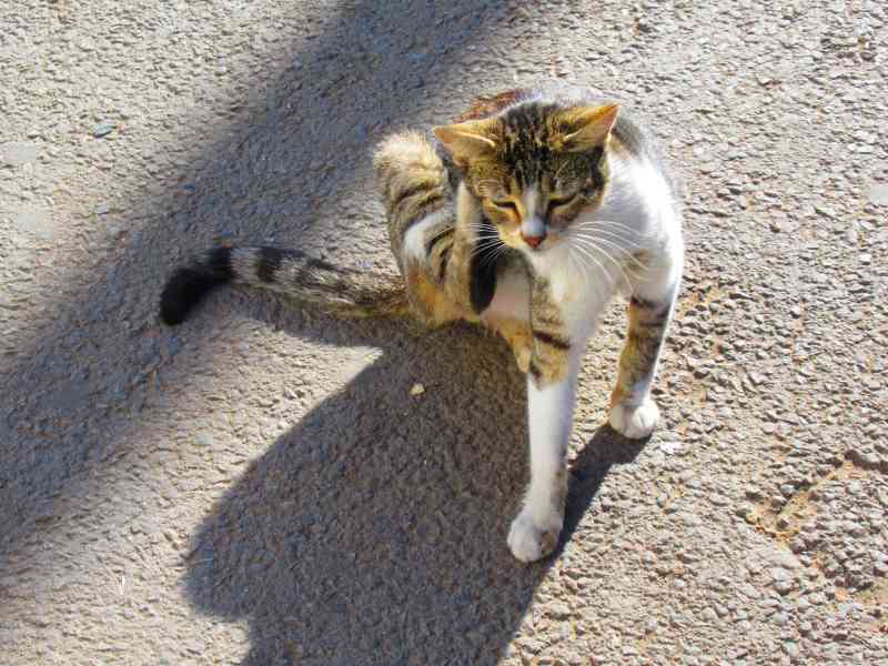 Petit chat qui se gratte