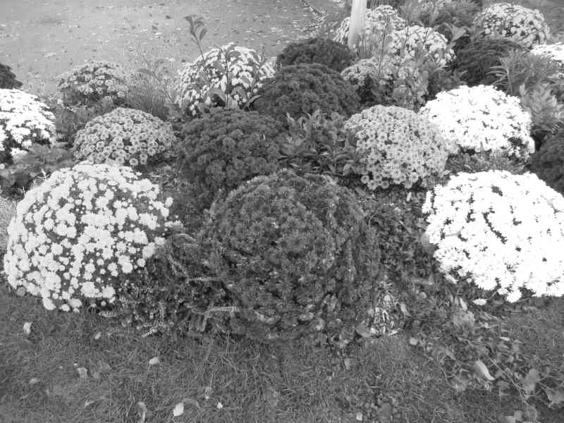 Buisson de fleurs de Chrysanthèmes multicolores