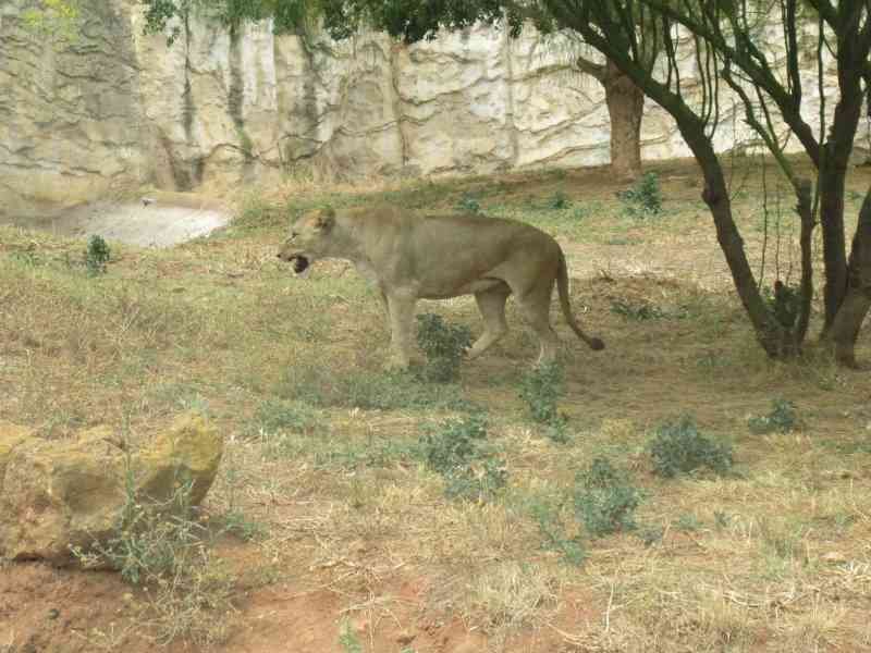 Panthère Atrox du zoo de Rabat au Maroc