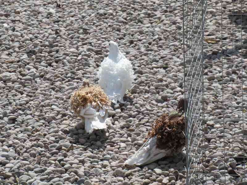 Trois pigeons frisés dans un parc animalier