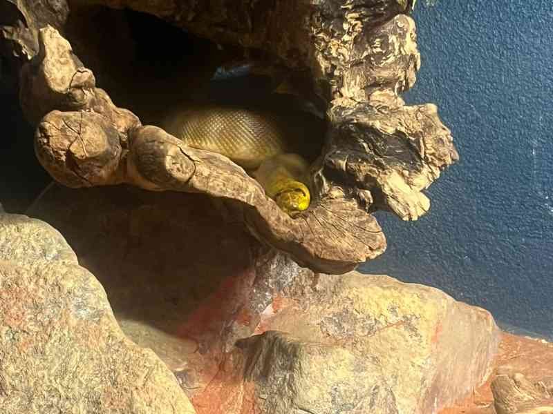 Python olive dans le Zoo d'Amneville, Moselle, Lorraine, photo gratuite