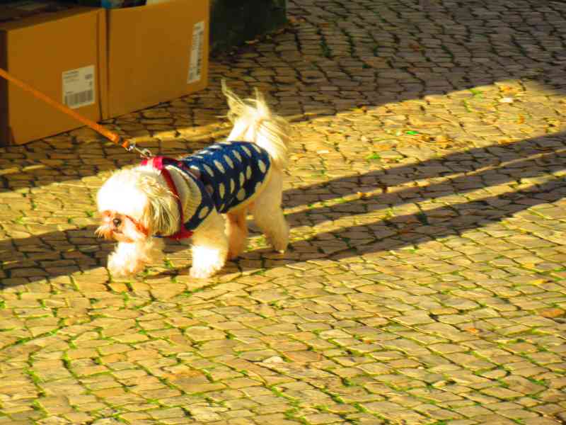 Chien en manteau bleu