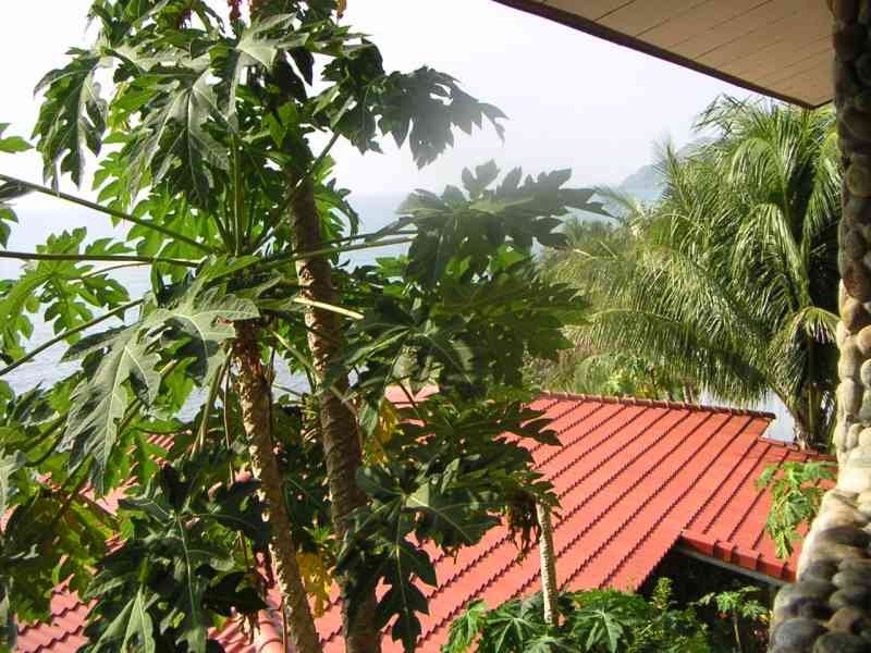 Un papayer, photo gratuite