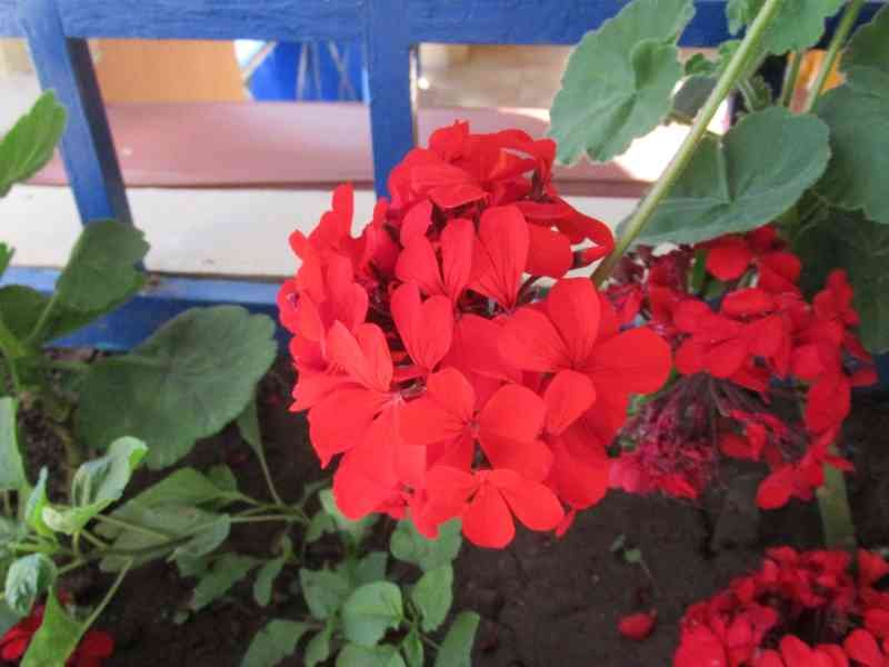 Pélargoniums rouges