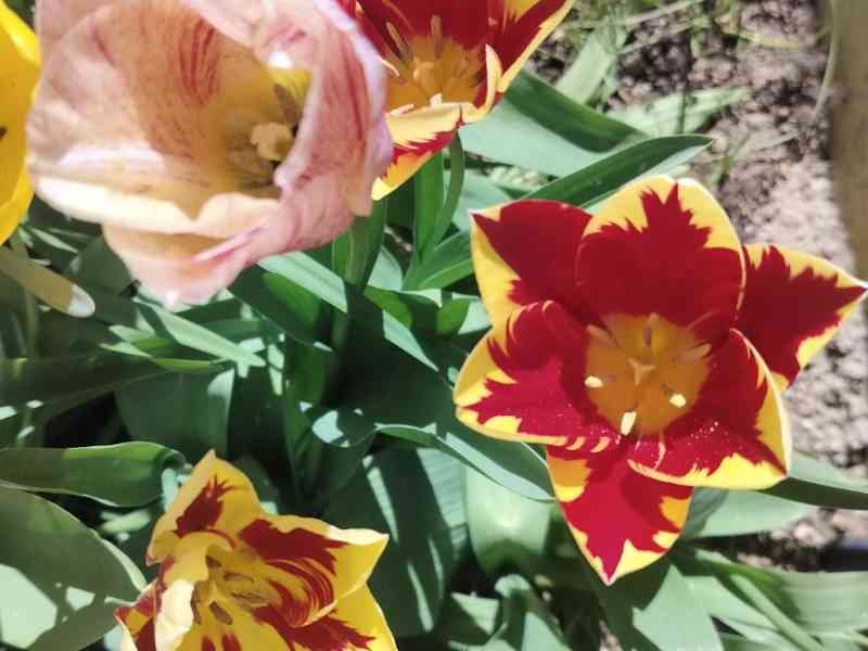 Tulipes en pleine floraison printanière, photo gratuite