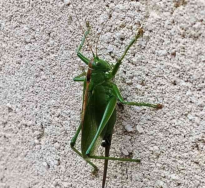 Grande sauterelle verte