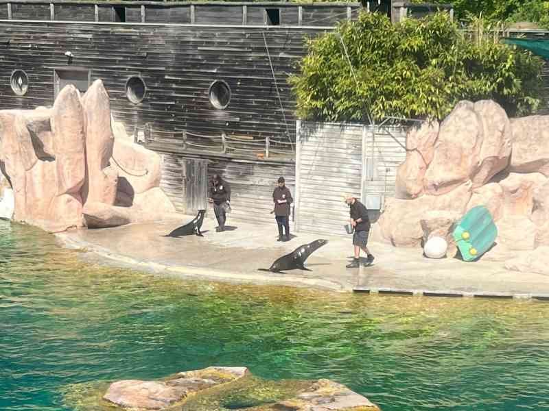 Présentation pédagogique avec des otaries, probablement au Zoo d'Amnéville, photo gratuite