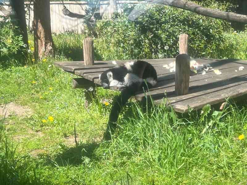 Vari, un lémurien , Zoo d'Amneville, Moselle, Lorraine, photo gratuite
