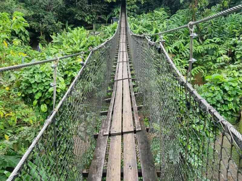 Pont suspendu au cœur d'une forêt tropicale photo gratuite