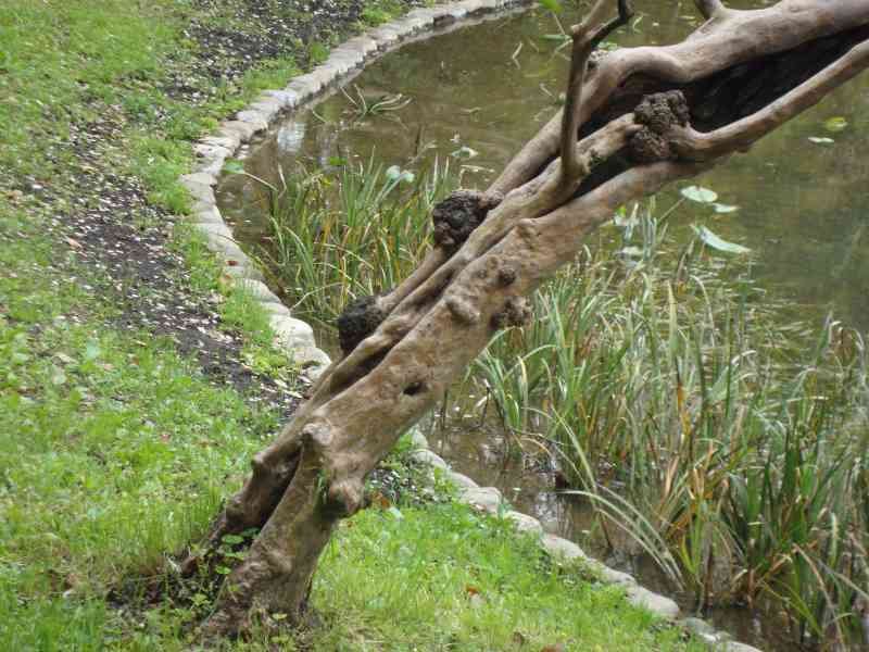 Un arbre incliné au bord du lac, Japon, Asie, photo gratuite