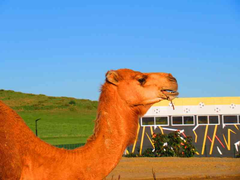 Photo gratuite, Dromadaire, Maroc, chameau, animal