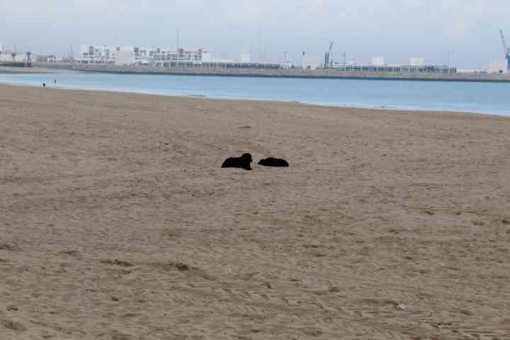 Chiens noirs reposant sur la plage photo gratuite