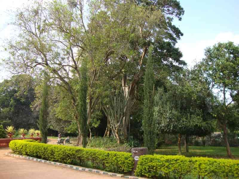 Un paysage avec des arbres, photo gratuite