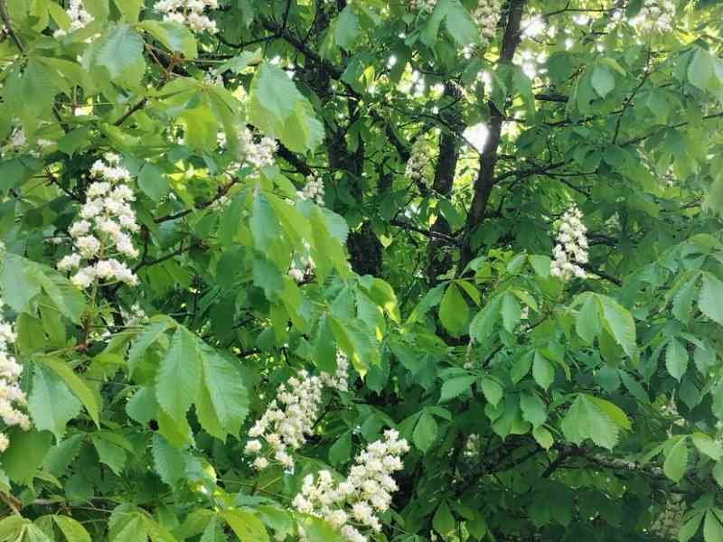 Fleurs du châtaignier
