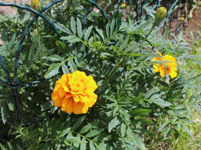 Oeillet d'Inde, Rose d'Inde jaune