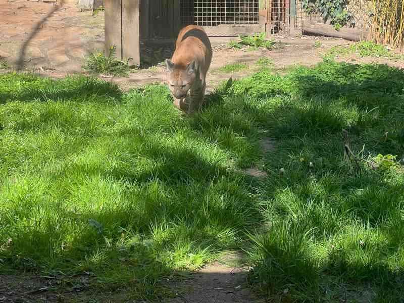 Puma, félin, Zoo d'Amneville, Moselle, Lorraine, photo gratuite