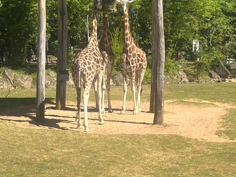 Girafes, Zoo d'Amneville, Moselle, Lorraine, photo gratuite