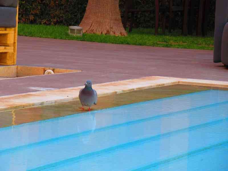 Pigeon à la piscine
