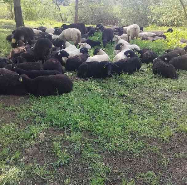 Moutons, photo gratuite