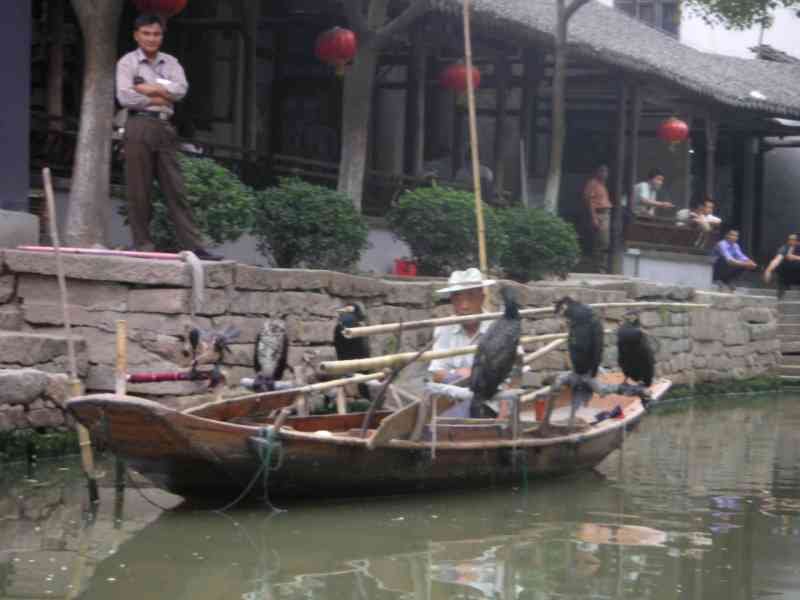 Grands cormorans suspendus dans la barque traditionnelle chinoise le long du canal dans la ville aquatique, Asie photo gratuite