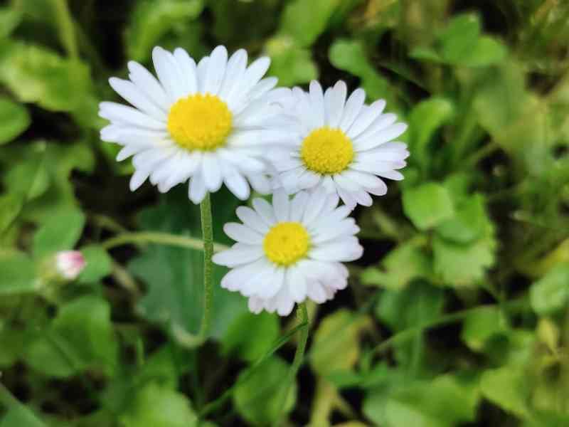 Marguerites communes