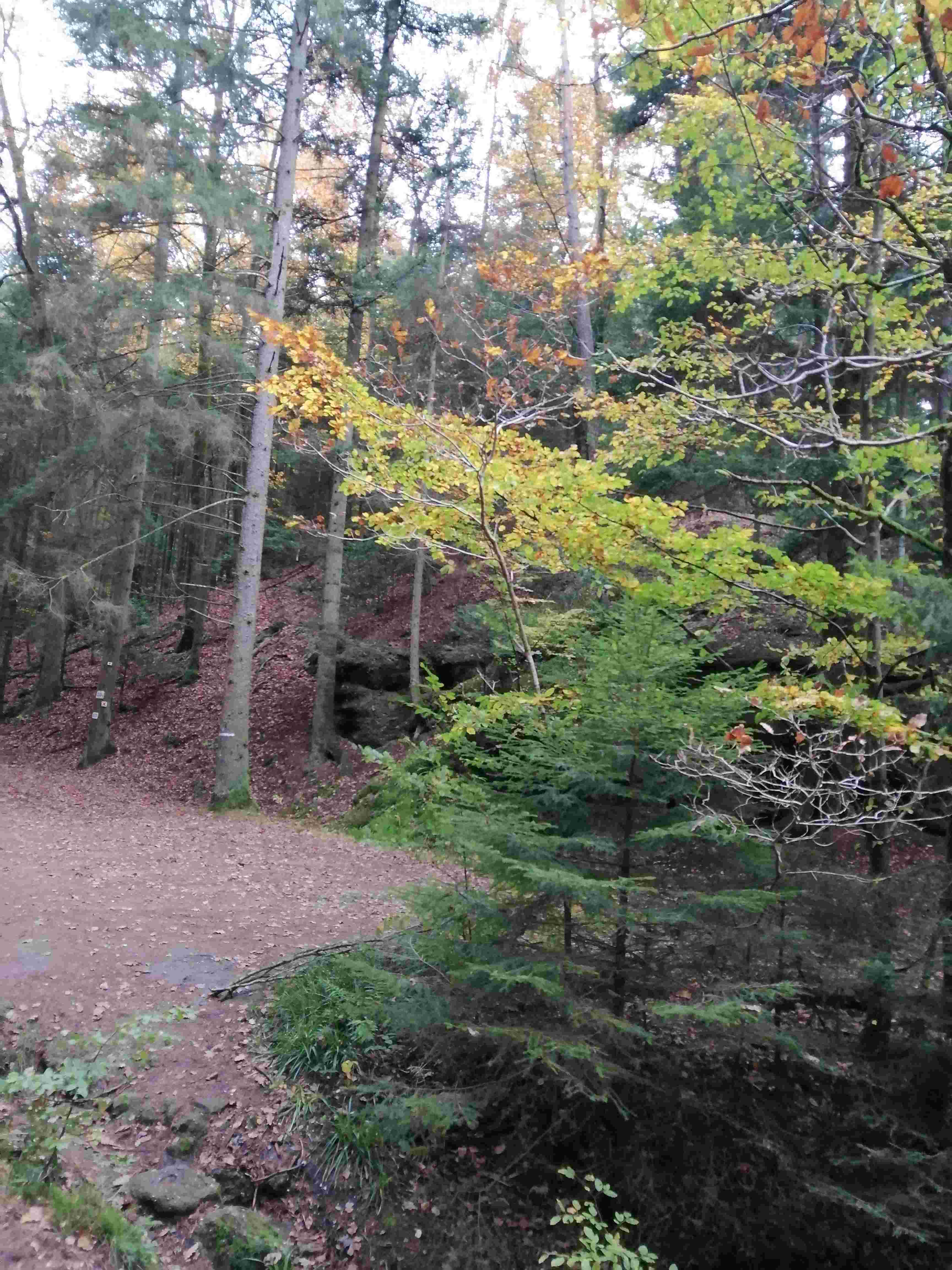 Sous-bois en automne, tapis de feuilles