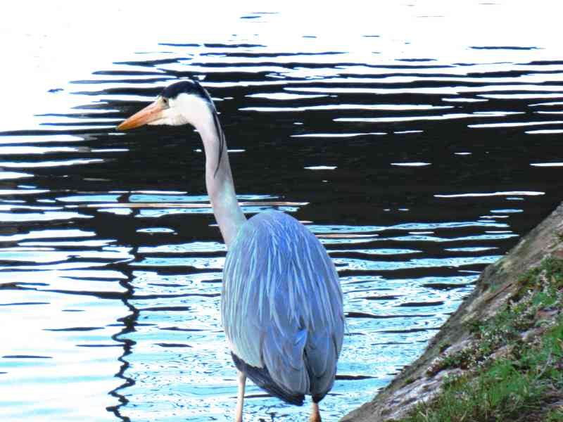 Échassier au bord de l'eau