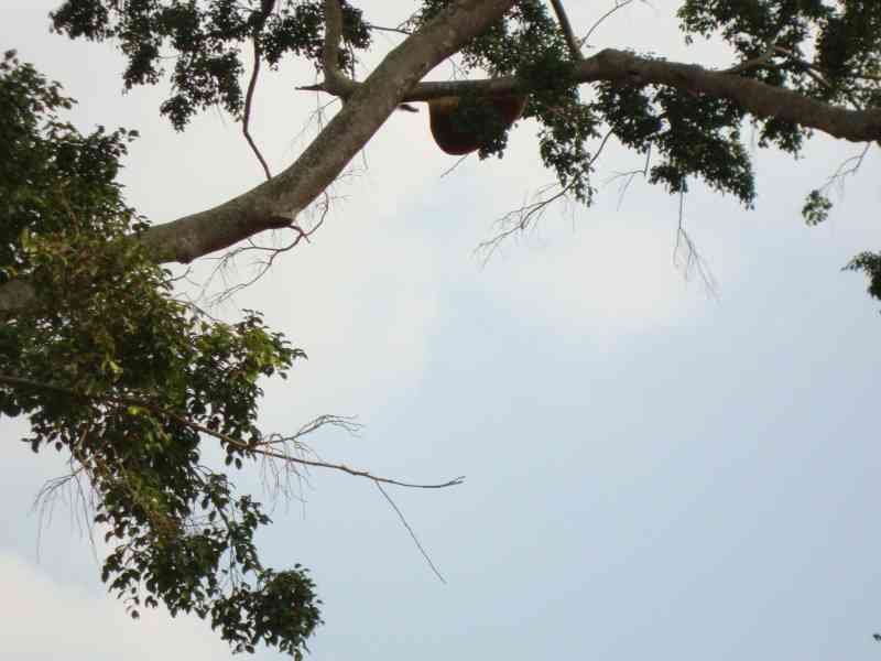 Les branches d'un arbre, photo gratuite