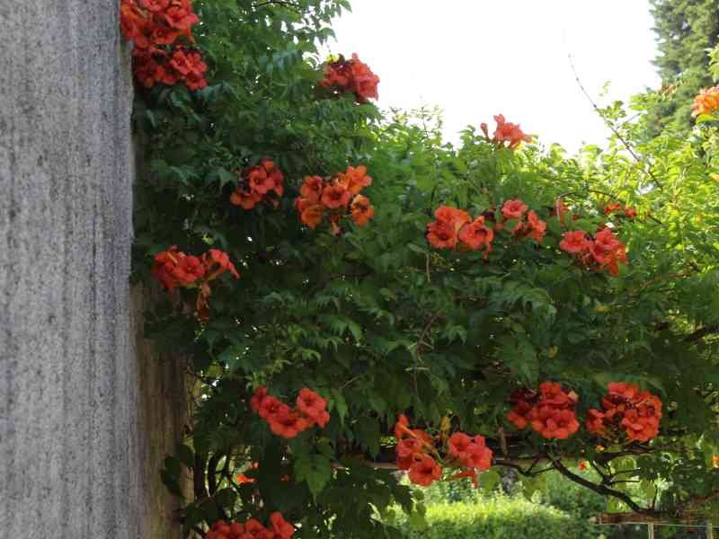 Trompette de Virginie, Campsis radicans