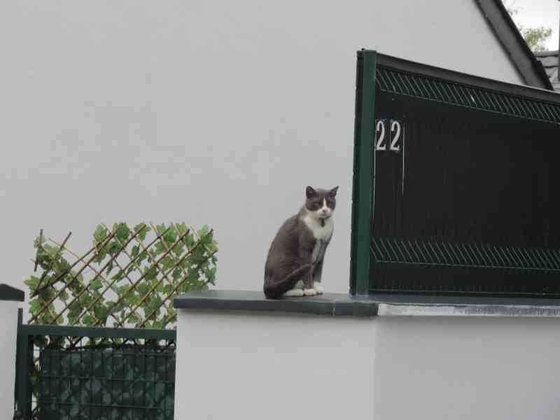 Chat de gouttière assis sur le socle d'un balustre