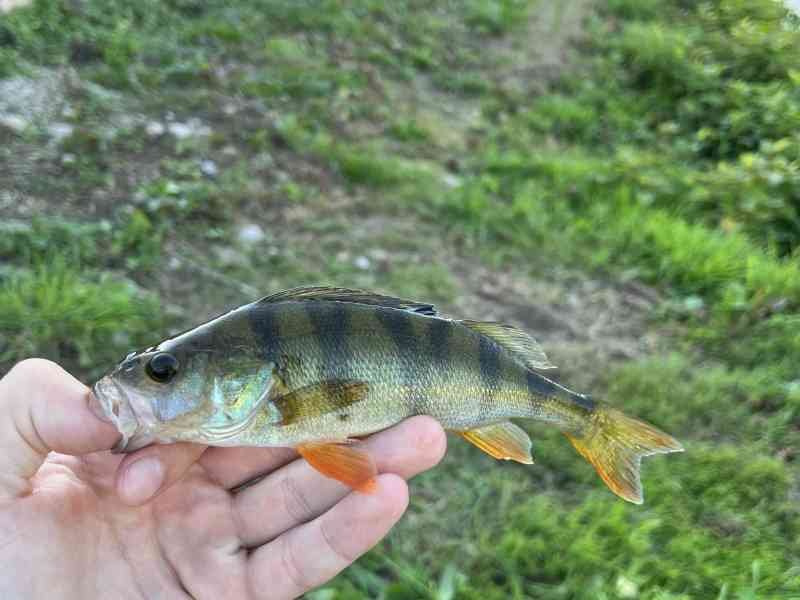 Main tenant une Perche Commune