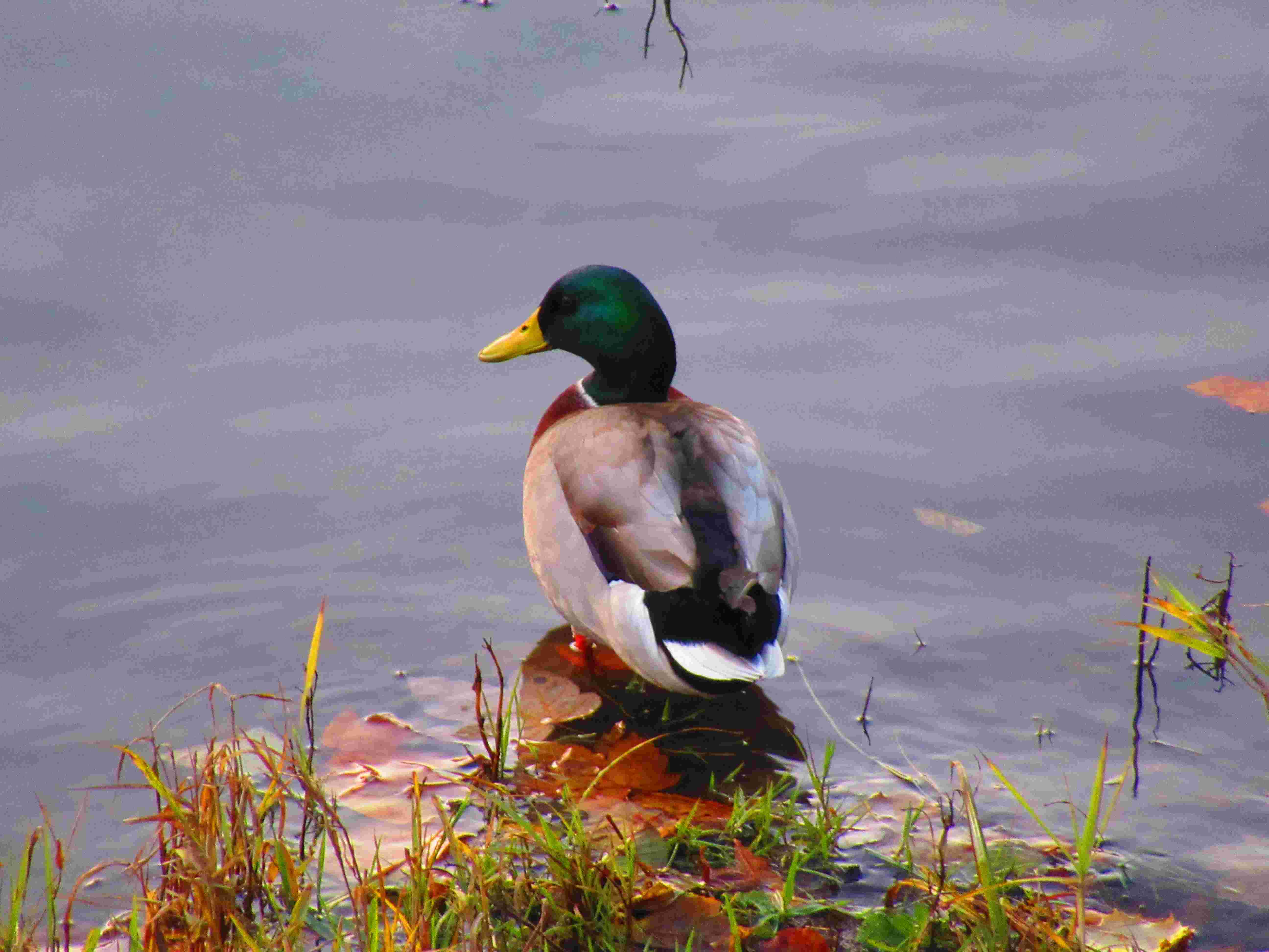 Canard au bord de l'eau