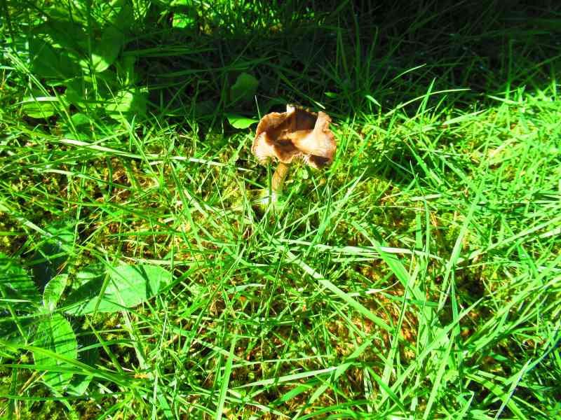 Petit champignon brun dans l'herbe