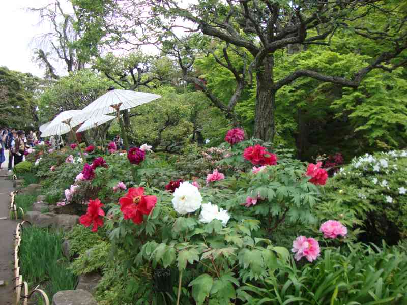 Jardin japonais fleuri de pivoines avec des ombrelles traditionnelles photo gratuite