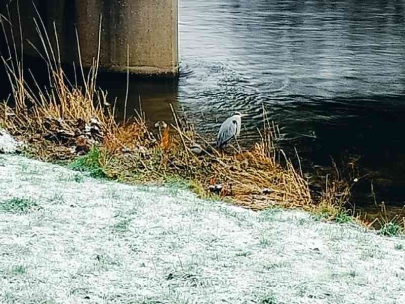 Héron solitaire au bord de la rivière photo gratuite
