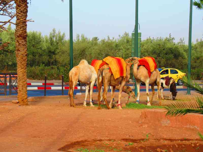 Photo gratuite Dromadaire du Maroc, animal, nature, découverte