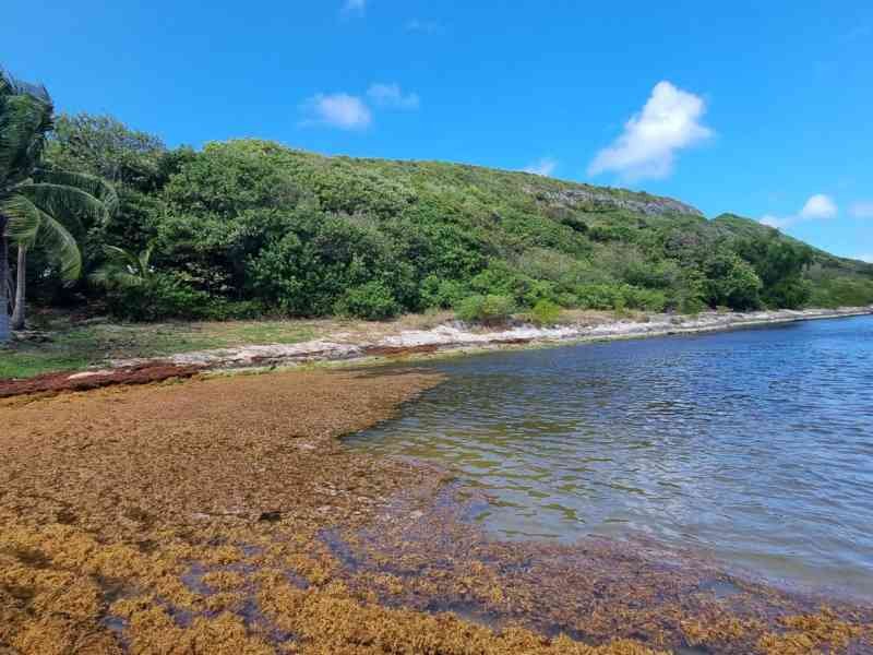 Plage envahie de sargasses en Guadeloupe