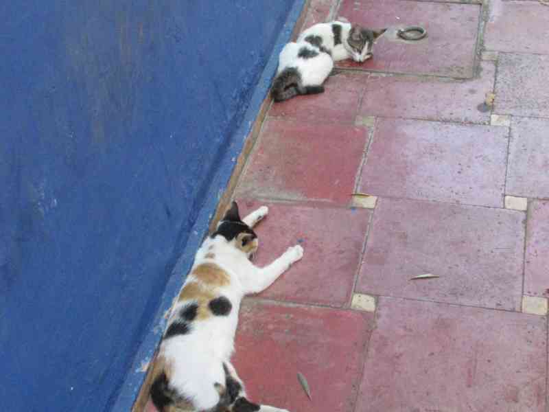 Deux chats Calico allongés sur le ventre