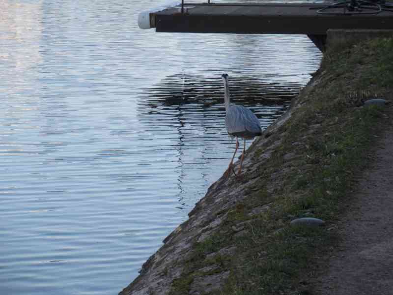 Échassier au bord de l'eau