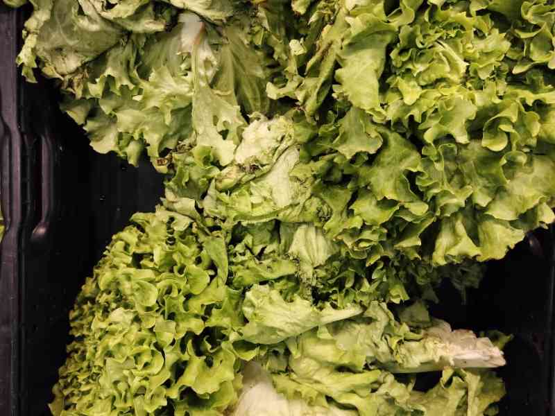 Feuilles vertes de salade